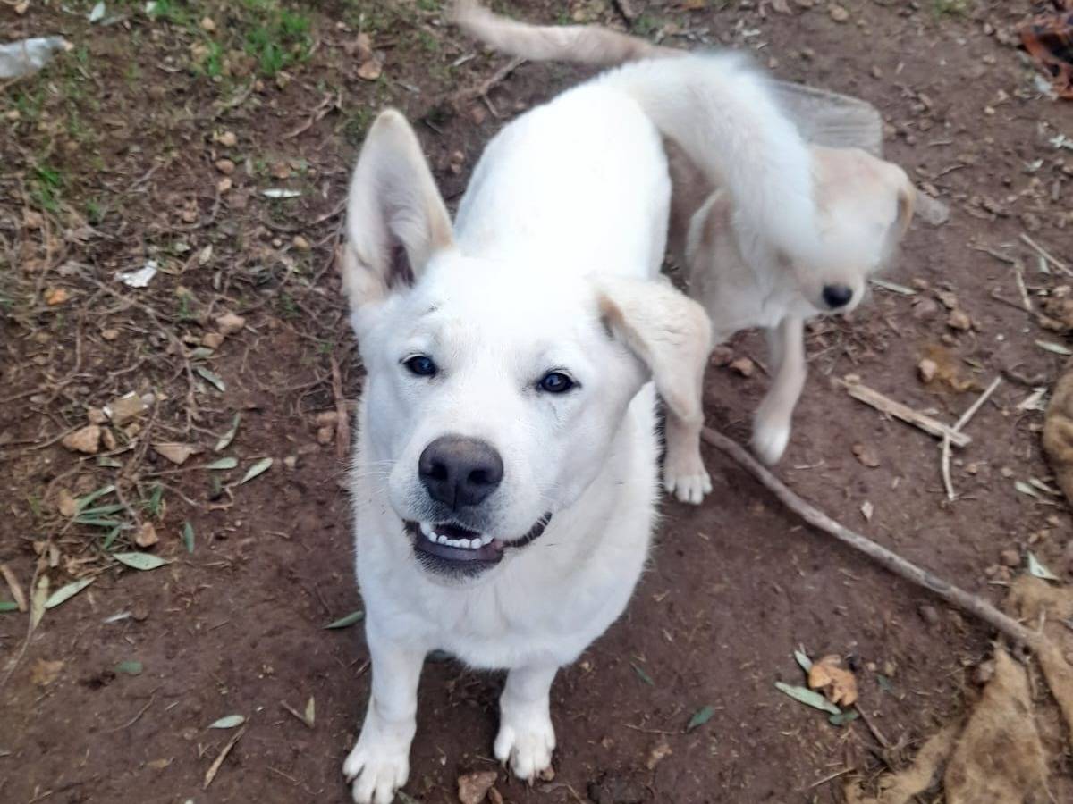 Vuoi adottare un cane a Bari?