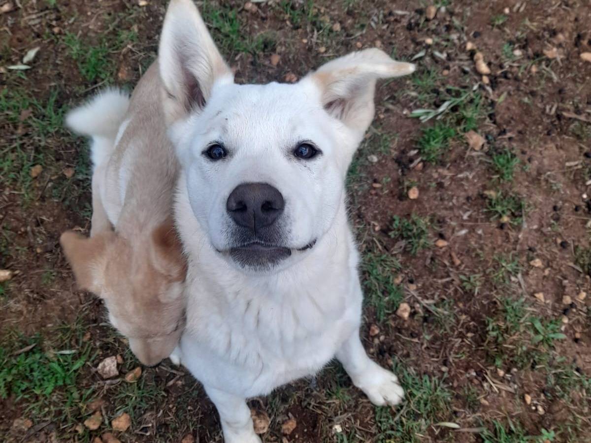 Adotta il cane Yuri a Bari