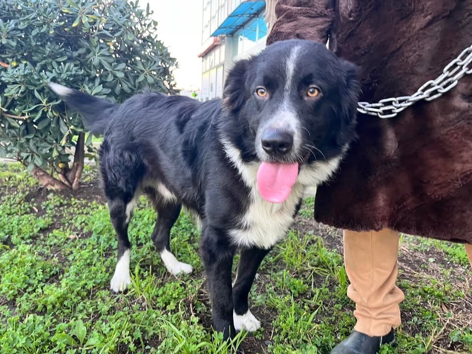 Adozione cane, maschio, Razza sconosciuta Razza sconosciuta, 1 anno e 4 mesi , taglia grande, Siracusa