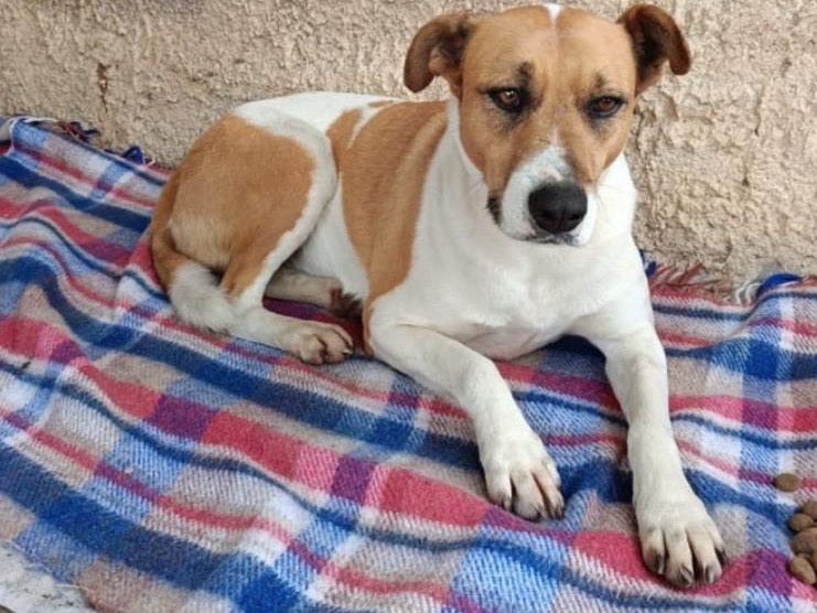 Adotta un cane, taglia media, femmina, Siracusa