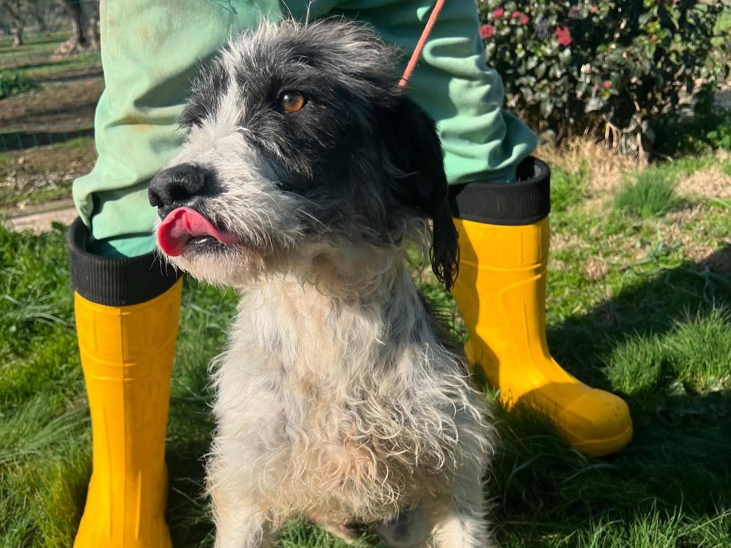 Vuoi adottare un cane a Matera?