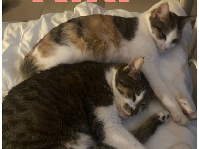Adotta un gatto, femmina, 1 anno e 2 mesi , Torino