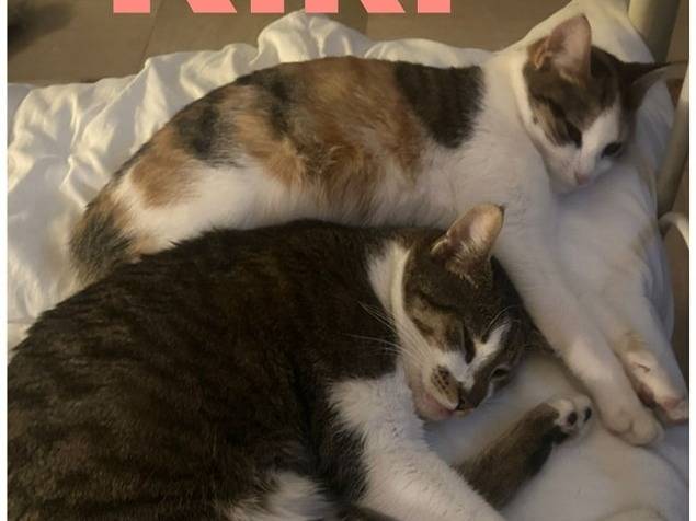 Adotta un gatto, maschio, 1 anno, Torino