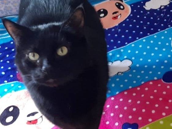 Adotta un gatto, taglia non valida, maschio, Torino