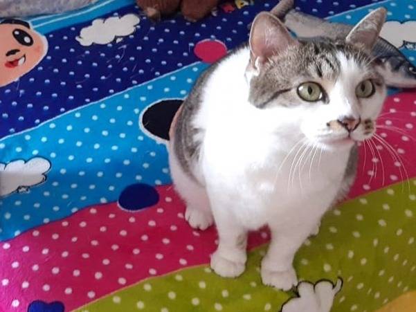 Adotta un gatto, taglia non valida, femmina, Torino