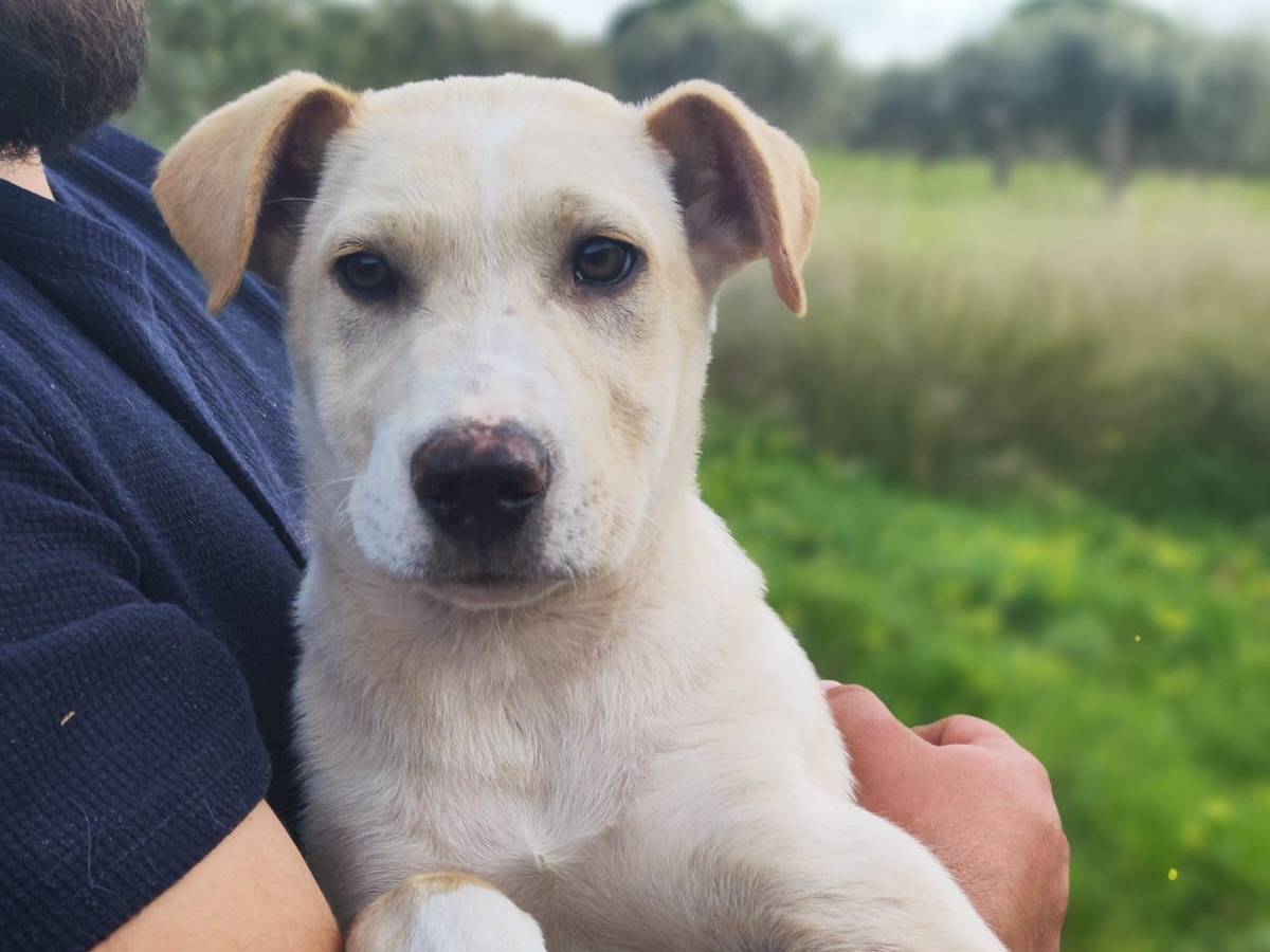 Adozione cane, maschio, Labrador Retriever Razza sconosciuta, 11 mesi, taglia media, Trapani