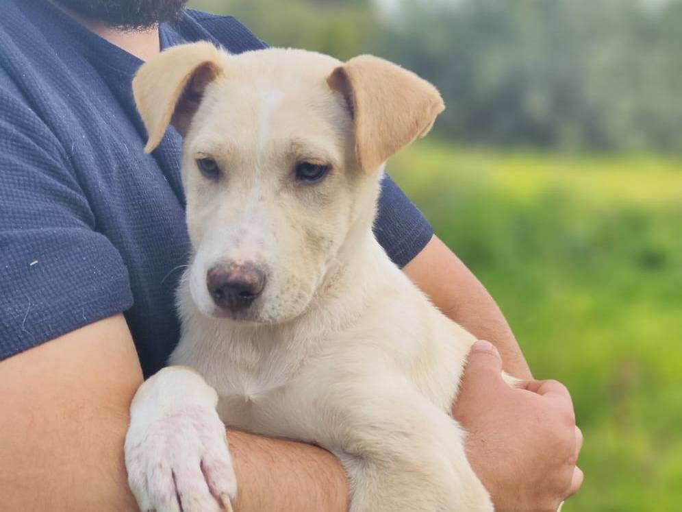 Adotta un cane, maschio, 11 mesi, Trapani