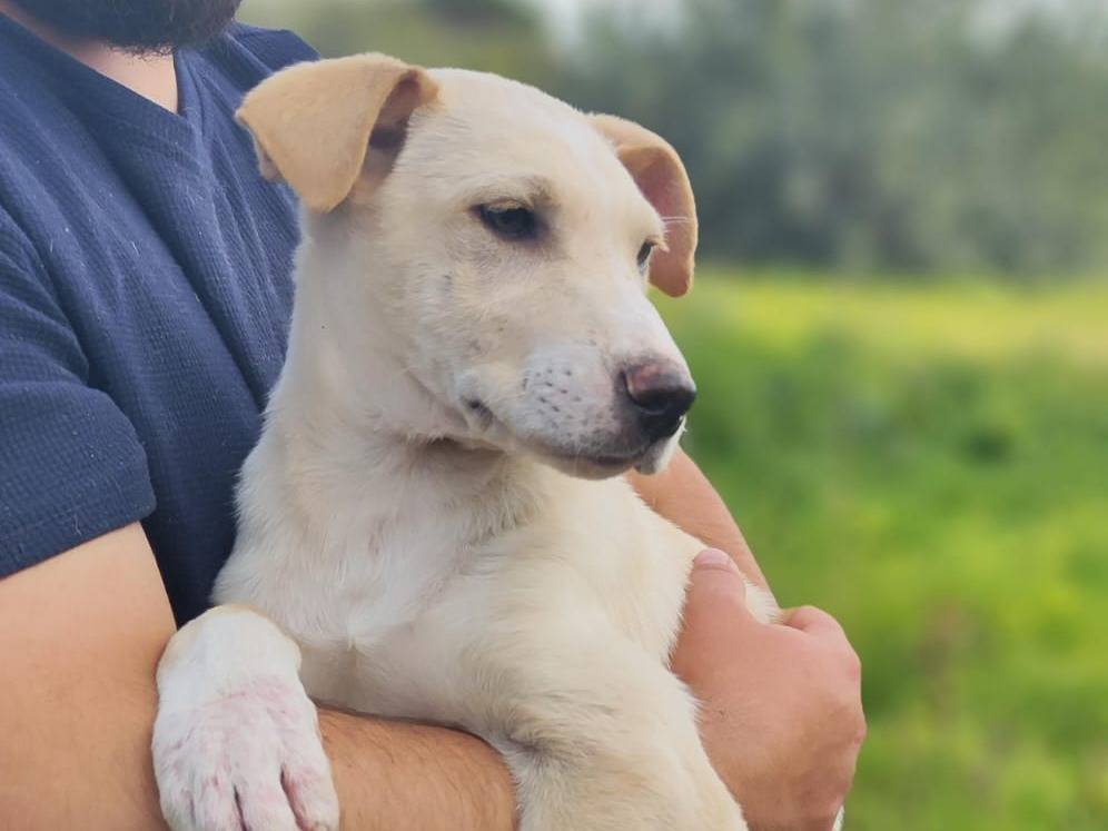 Adotta un cane, taglia media, maschio, Trapani