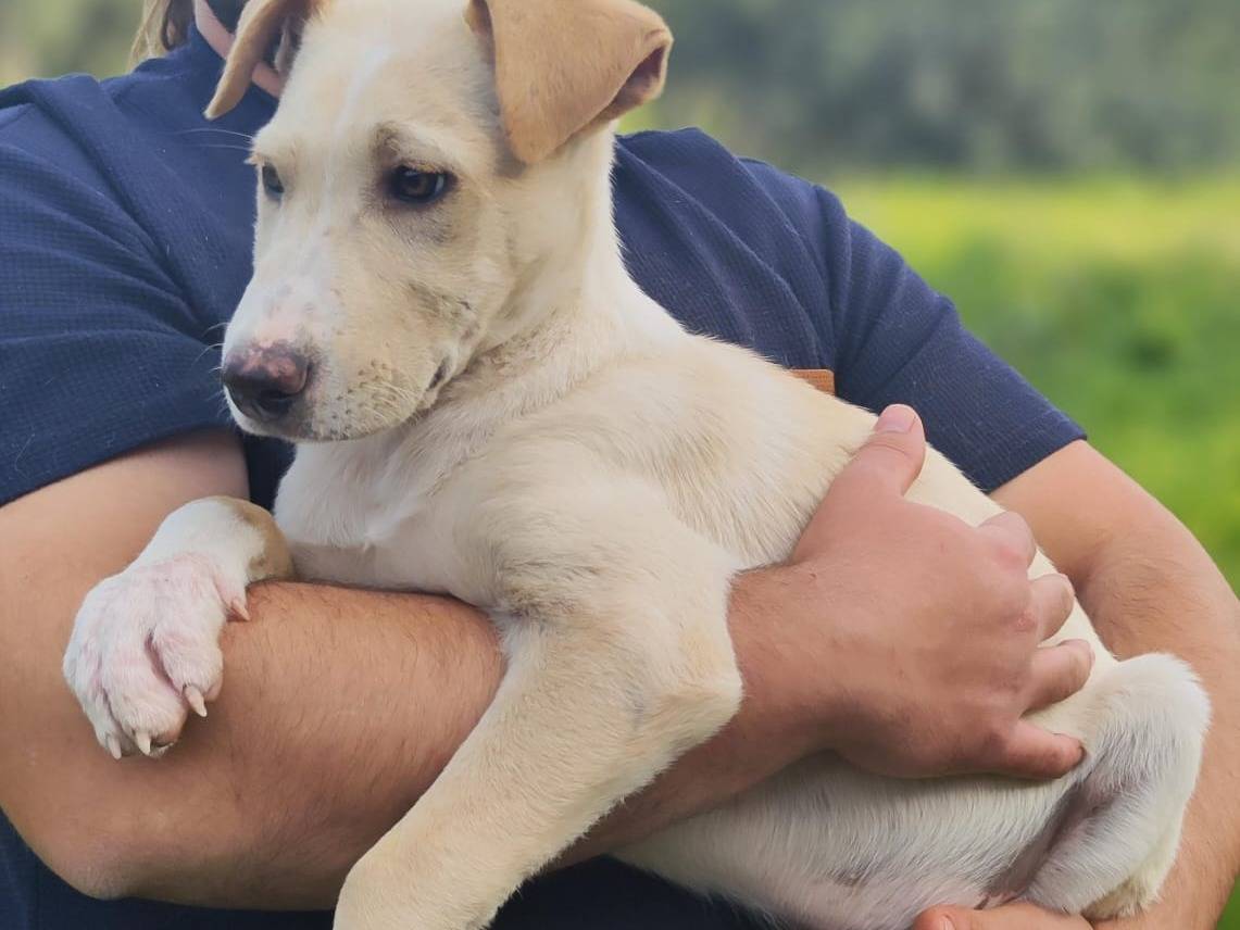 Vuoi adottare un cane a Trapani?