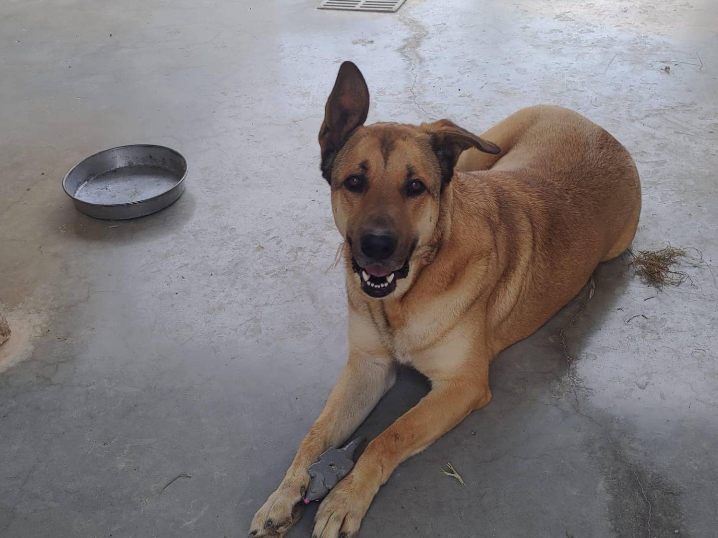 Adotta un cane, maschio, 2 anni  e 10 mesi , Bari