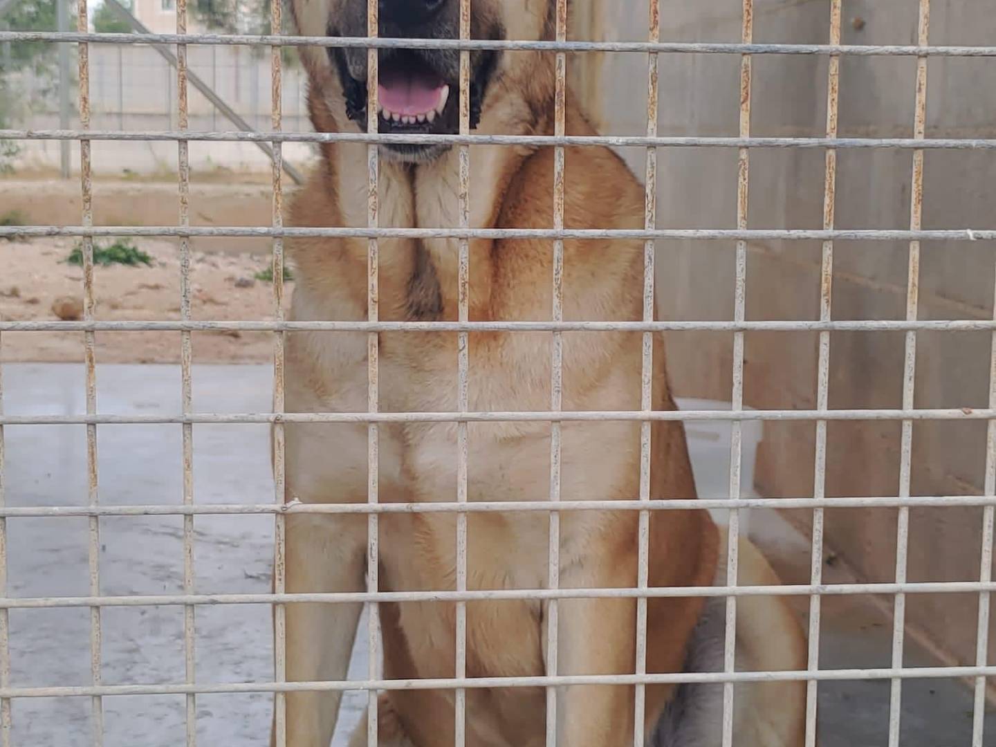 Adotta un cane, taglia grande, maschio, Bari