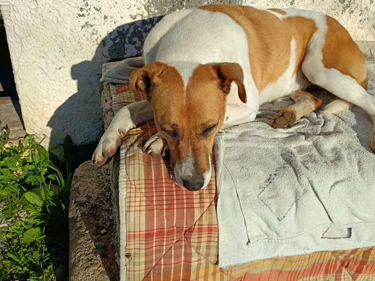 Vuoi adottare un cane a Siracusa?