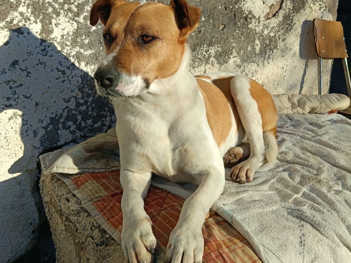 Adotta il cane Sole a Siracusa