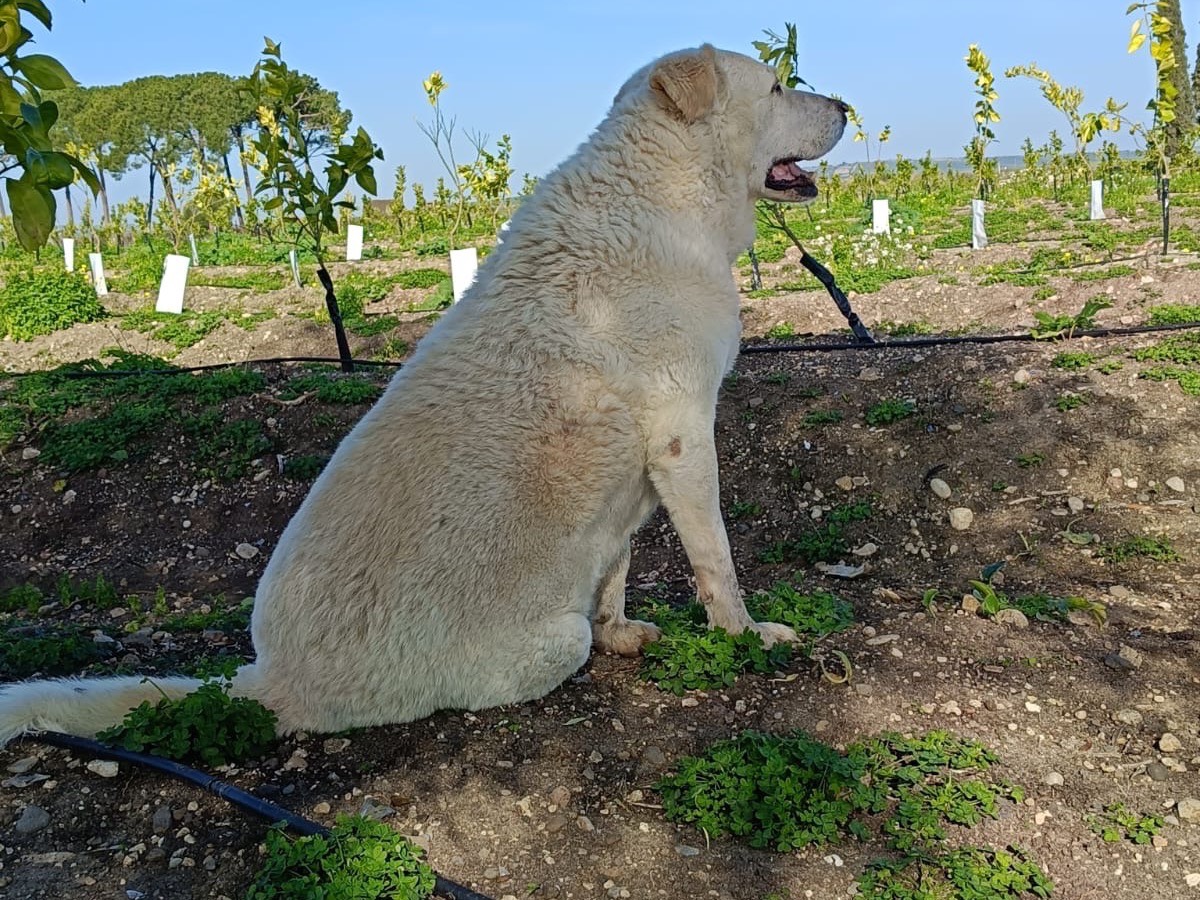 Adotta un cane, maschio, 9 anni  e 7 mesi , Siracusa