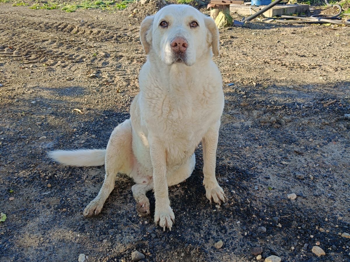 Adotta un cane, taglia gigante, maschio, Siracusa
