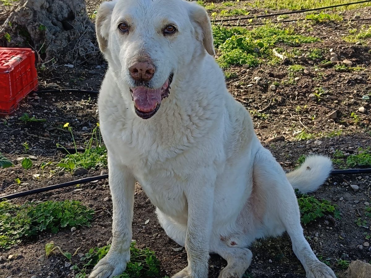 Vuoi adottare un cane a Siracusa?