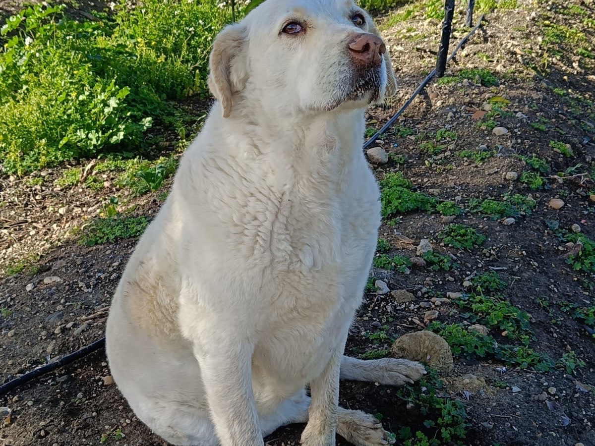 Adotta il cane Balu  a Siracusa