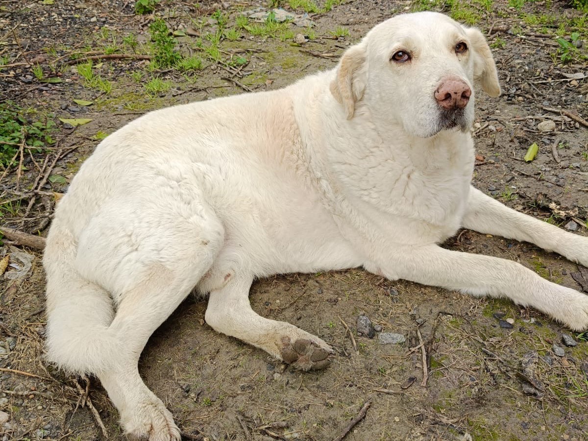 Adozione cane, maschio, Pastore maremmano Razza sconosciuta, 9 anni  e 7 mesi , taglia gigante, Siracusa