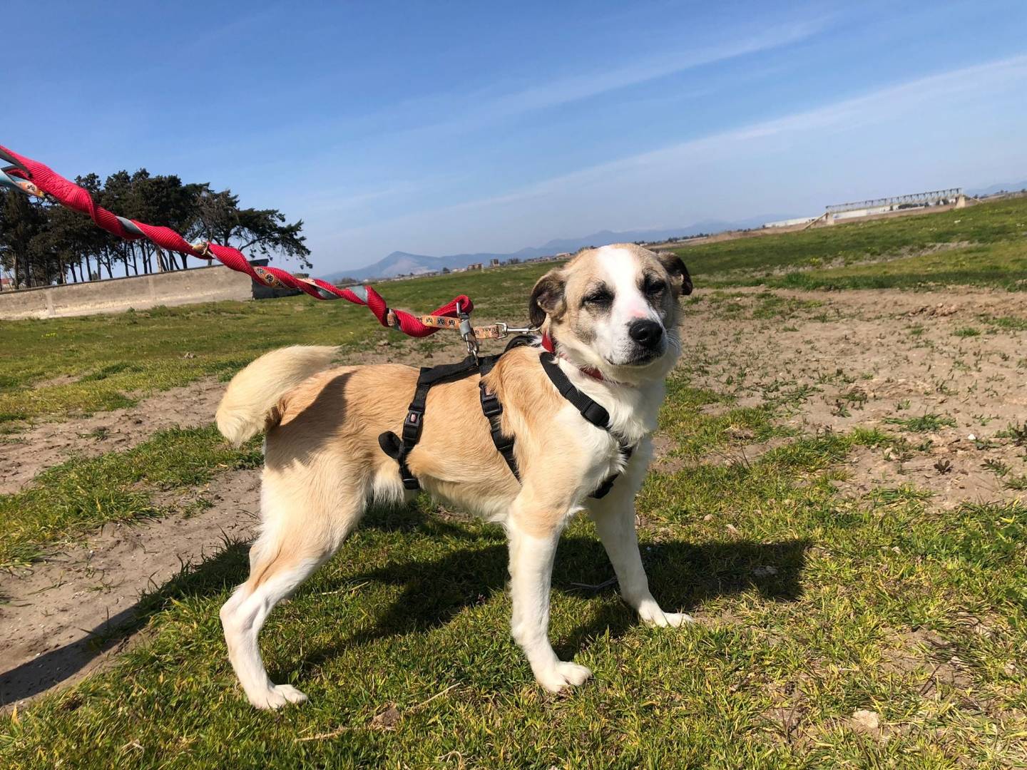 Adozione cane, maschio, Razza sconosciuta Razza sconosciuta, 7 anni, taglia media contenuta, Caserta