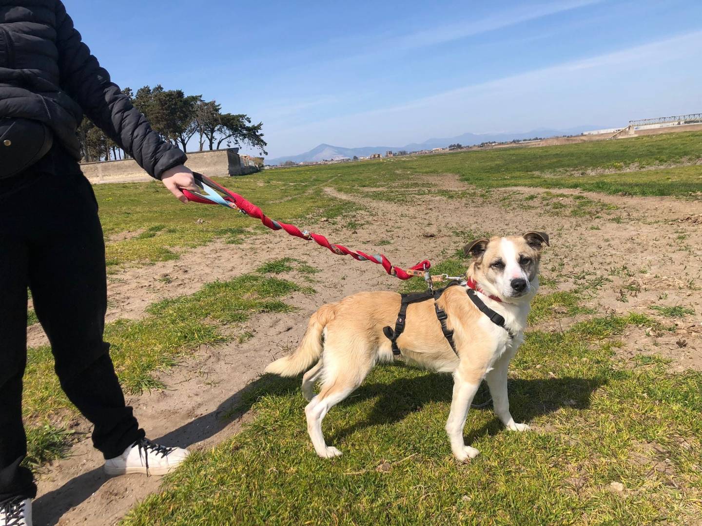 Adotta un cane, maschio, 7 anni, Caserta