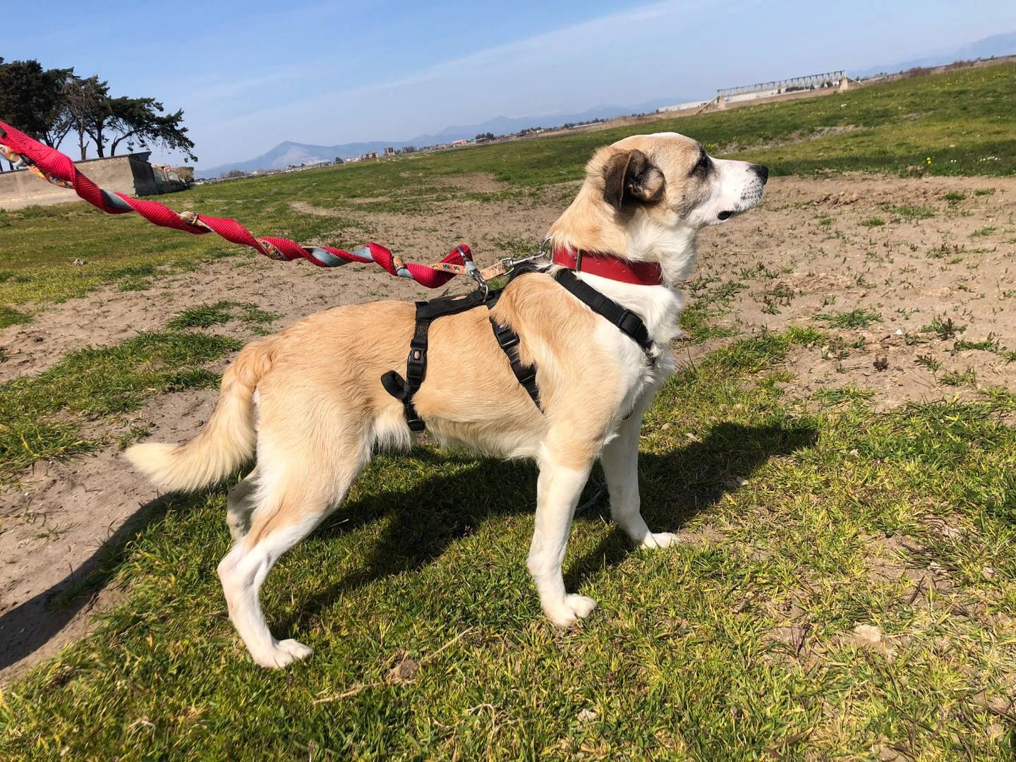Adotta un cane, taglia media contenuta, maschio, Caserta