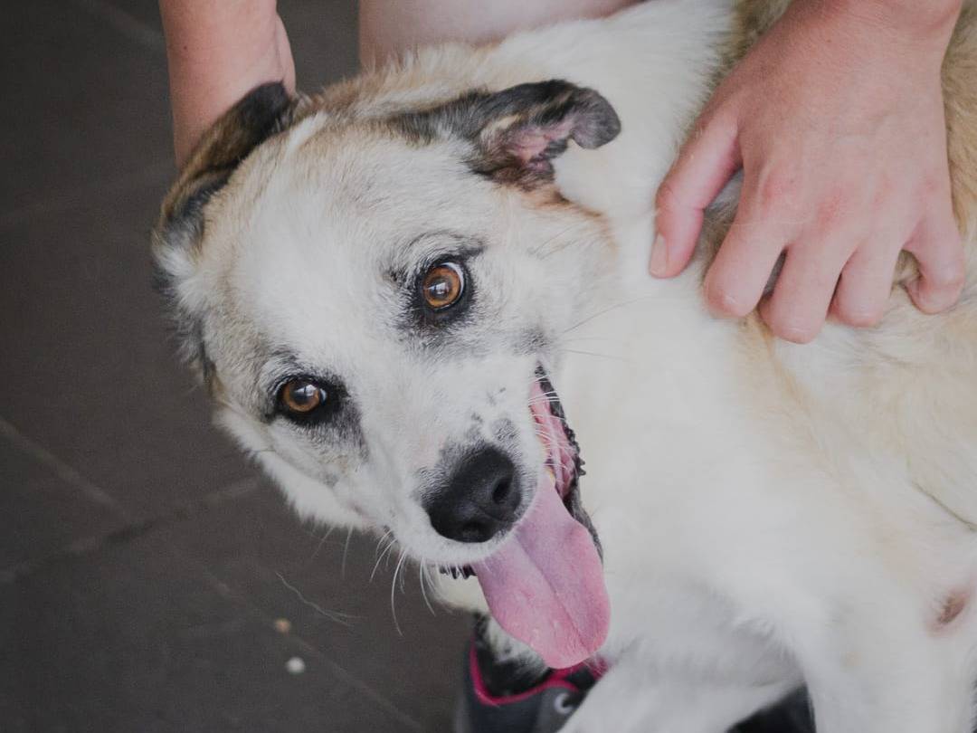 Vuoi adottare un cane a Caserta?