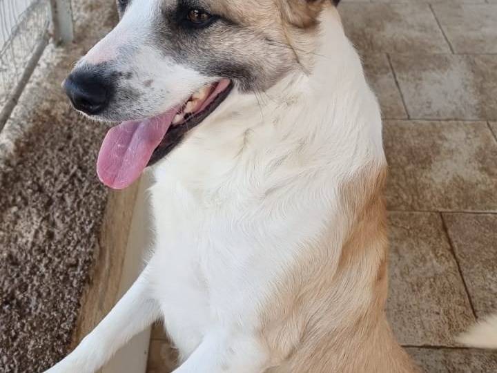 Adotta il cane TOMMY a Caserta