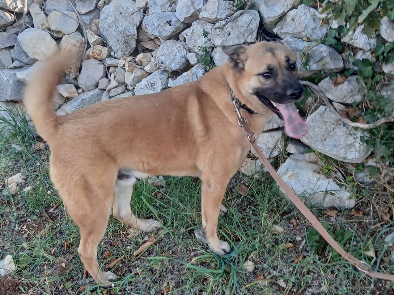 Adotta un cane, maschio, 2 anni  e 11 mesi , Bari
