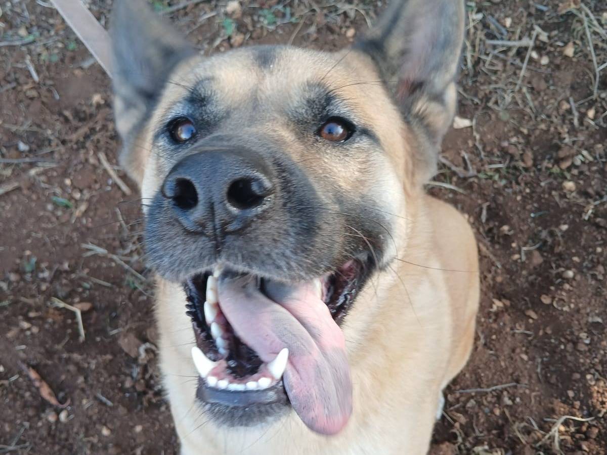 Adotta un cane, taglia grande, maschio, Bari