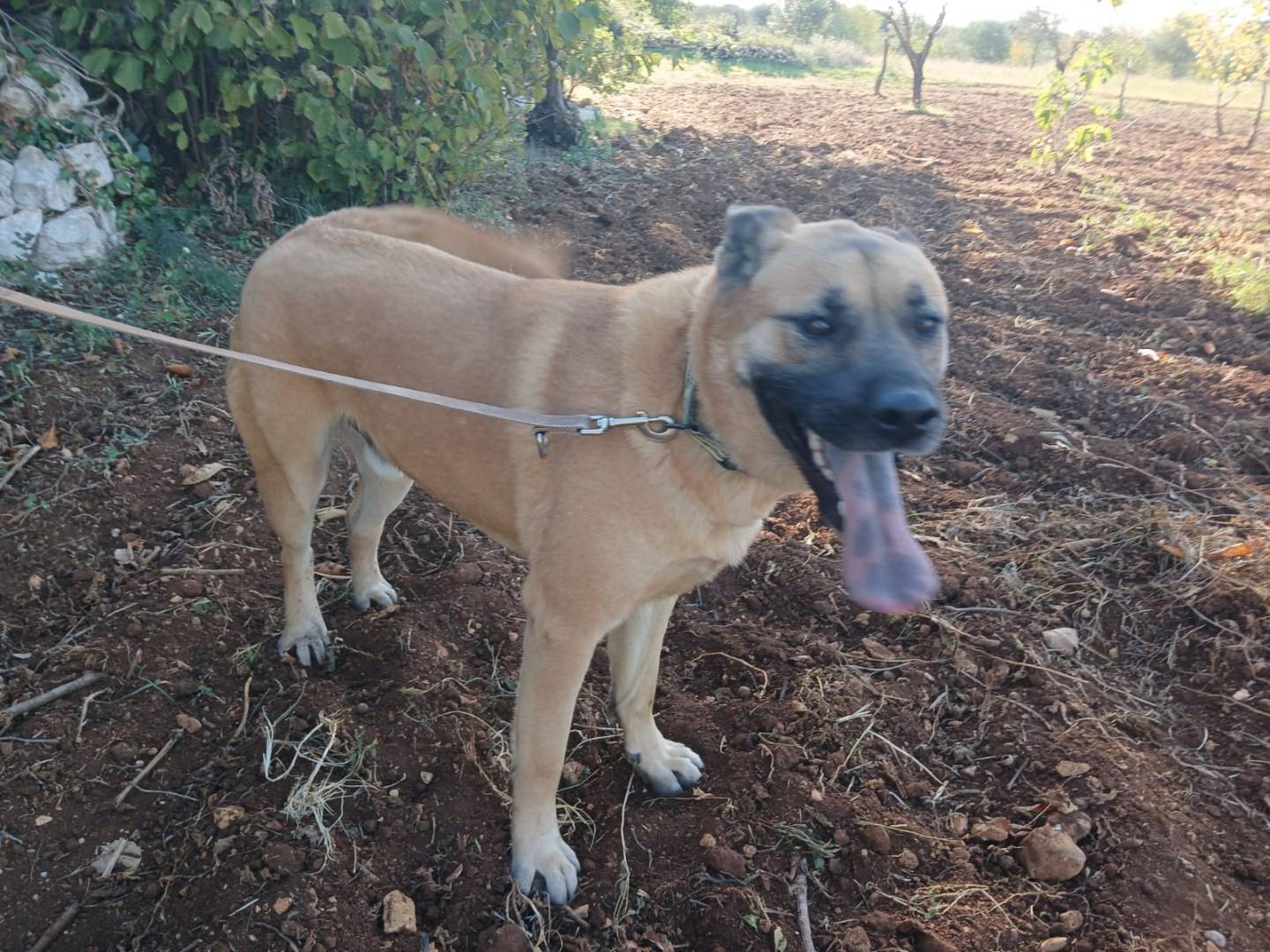 Vuoi adottare un cane a Bari?