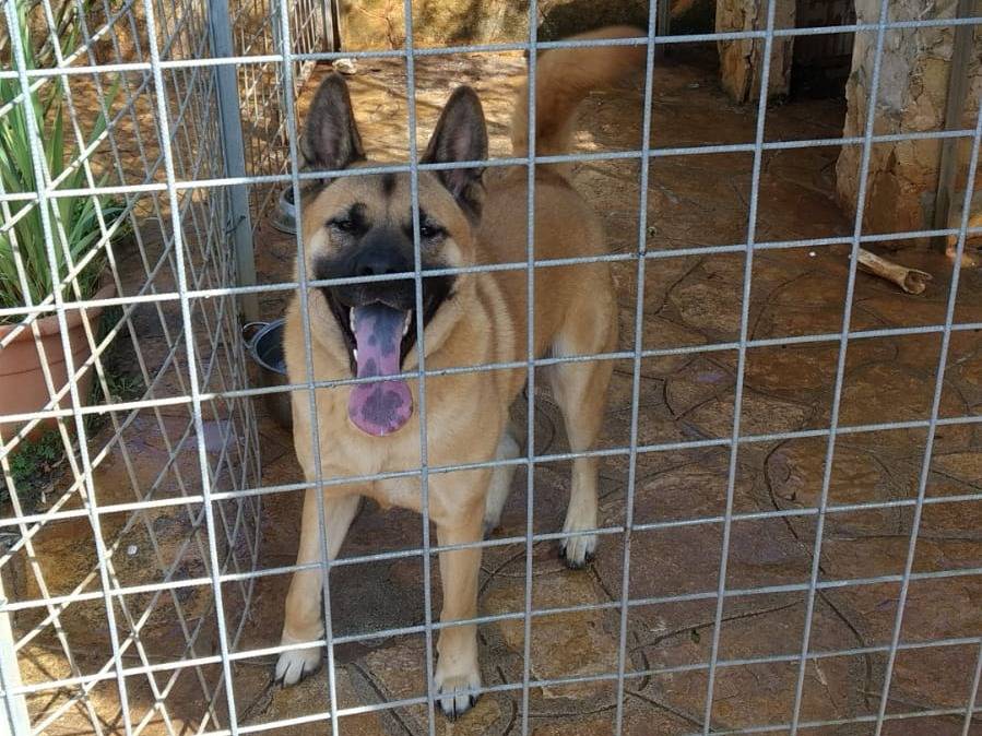 Adotta il cane Brook a Bari