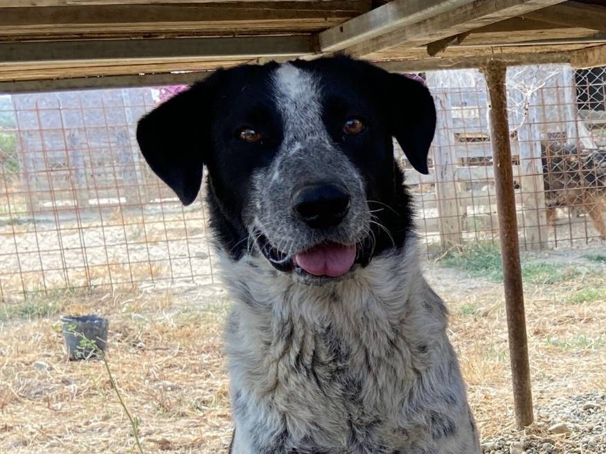 Adotta un cane, taglia grande, maschio, Crotone