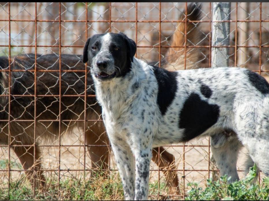 Adotta il cane MARTE a Crotone