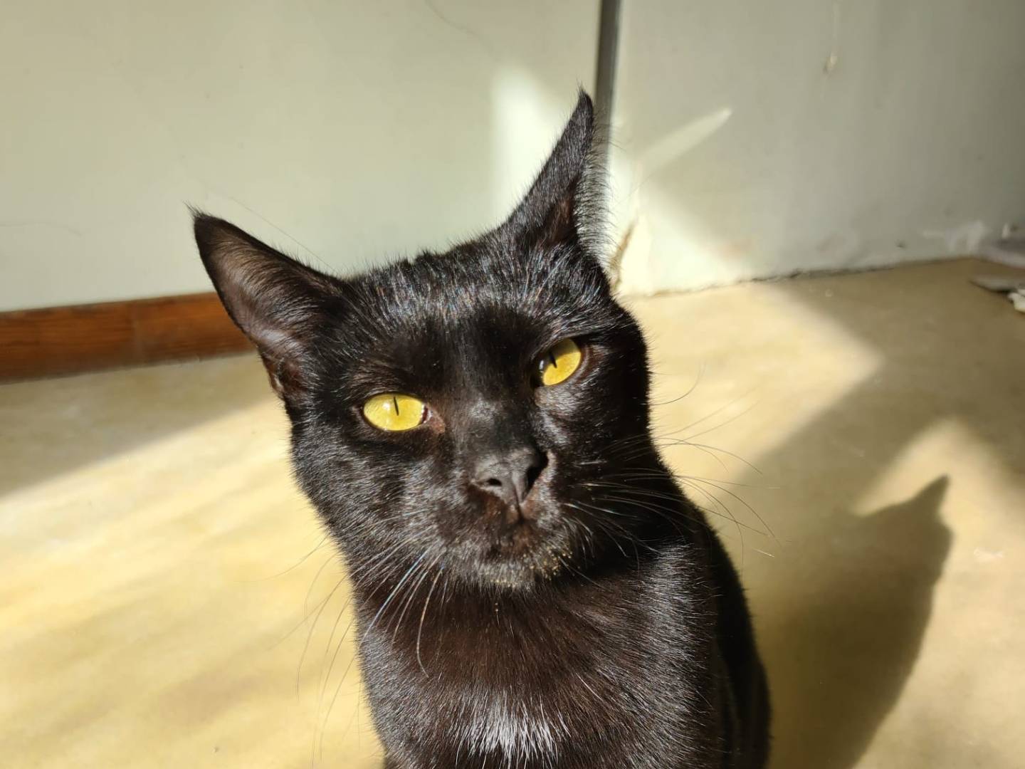 Adozione gatto, maschio, Razza sconosciuta Razza sconosciuta, 1 anno e 8 mesi, taglia non valida, Bari