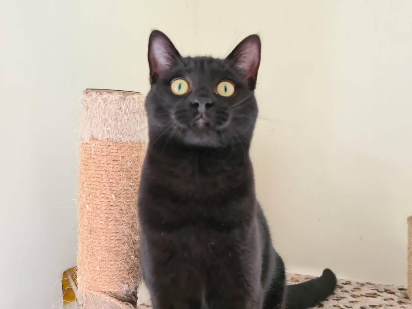 Adotta un gatto, maschio, 1 anno e 8 mesi, Bari