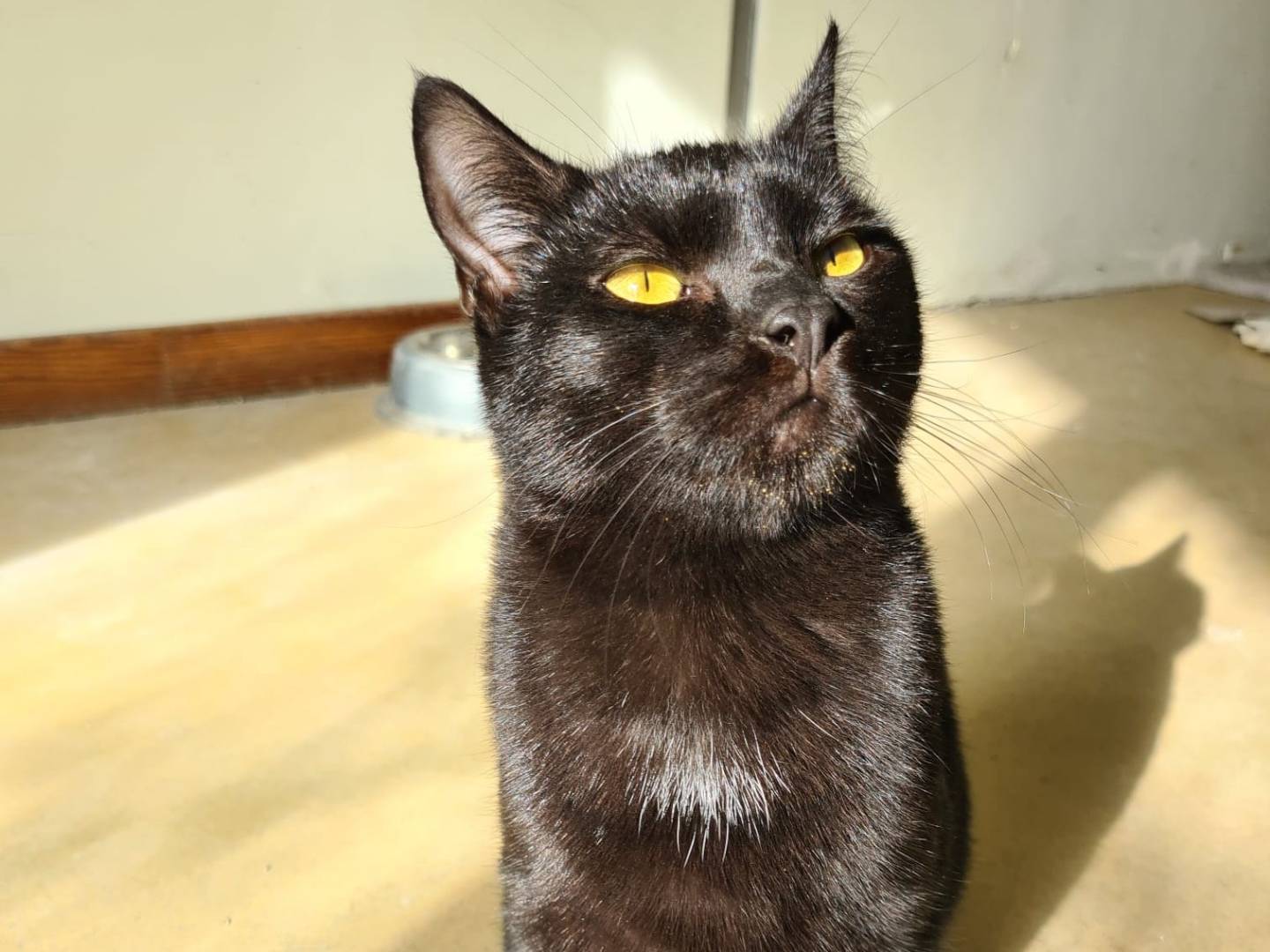 Adotta un gatto, taglia non valida, maschio, Bari