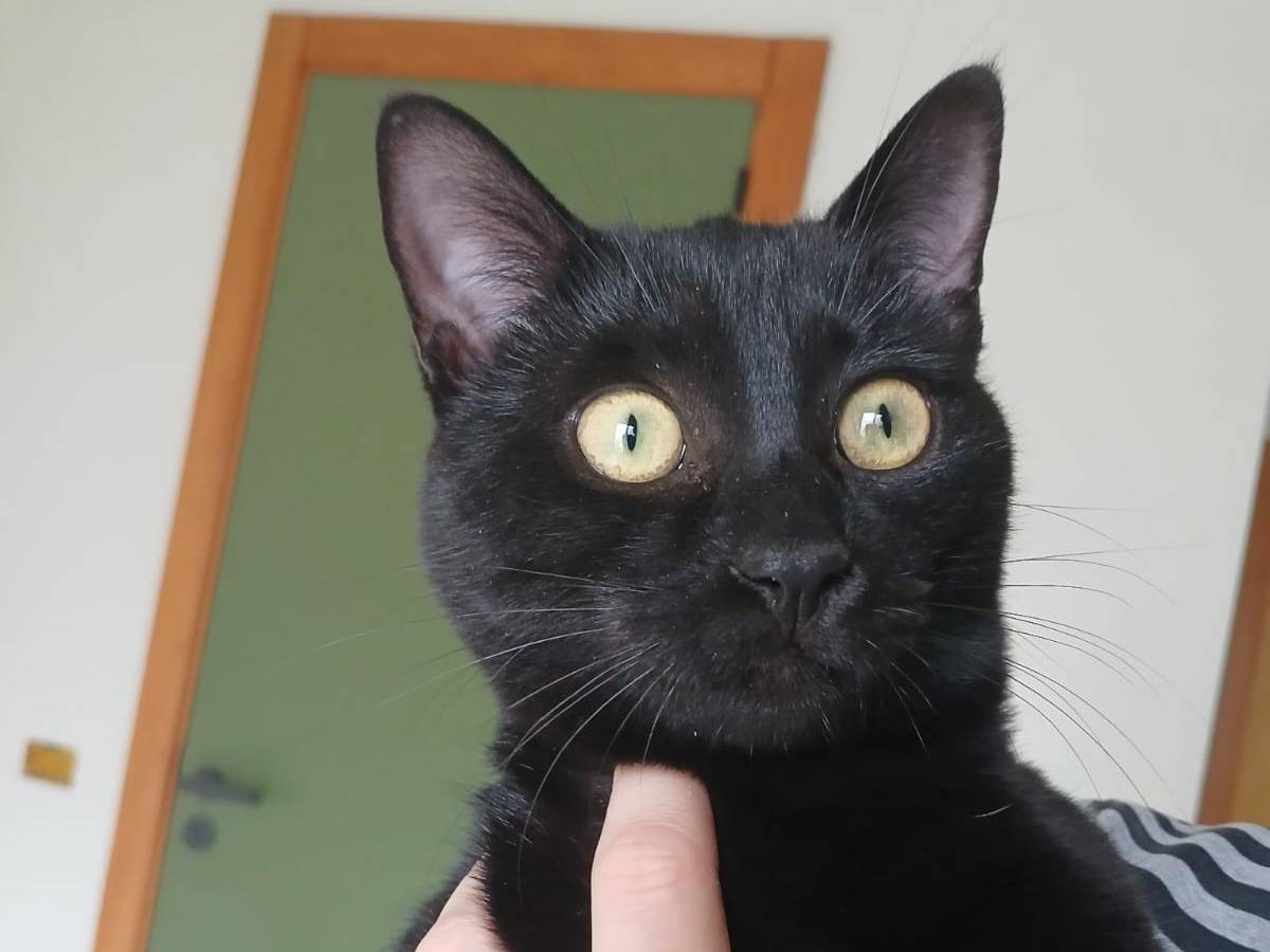 Vuoi adottare un gatto a Bari?