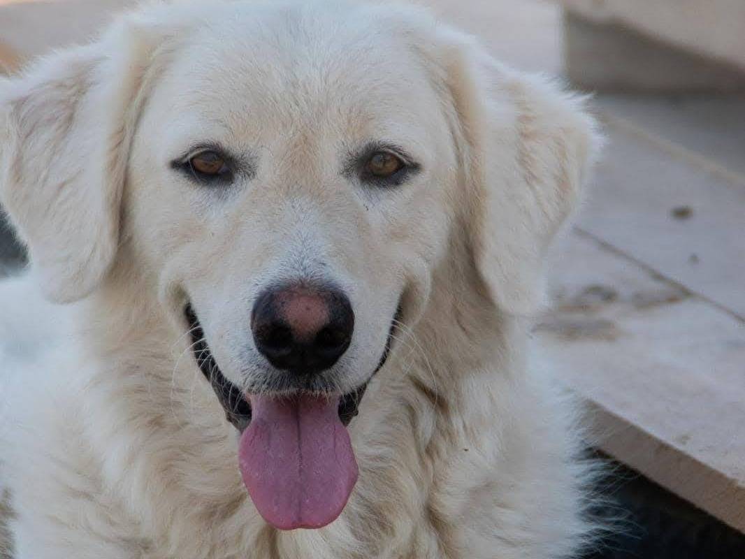 Adozione cane, femmina, Pastore maremmano Razza sconosciuta, 4 anni  e 4 mesi , taglia grande, Crotone