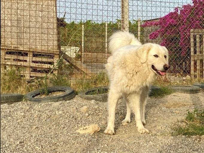 Adotta un cane, taglia grande, femmina, Crotone