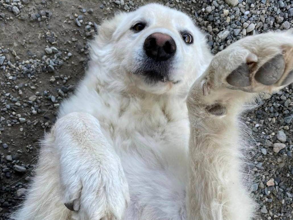 Vuoi adottare un cane a Crotone?