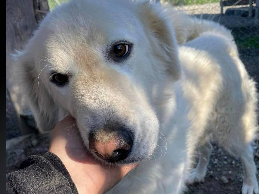 Adotta il cane GHEA a Crotone