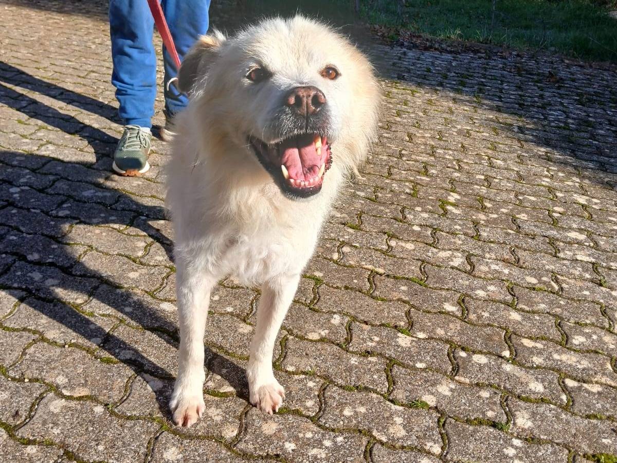 Adozione cane, maschio, Razza sconosciuta Razza sconosciuta, 10 anni e 1 mese, taglia media, Bari
