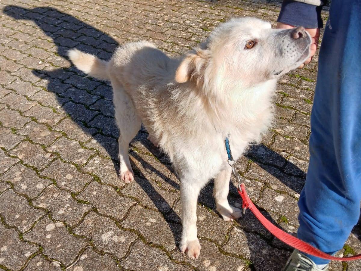 Adotta un cane, maschio, 10 anni e 1 mese, Bari