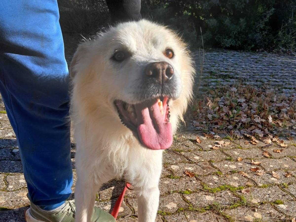 Adotta un cane, taglia media, maschio, Bari