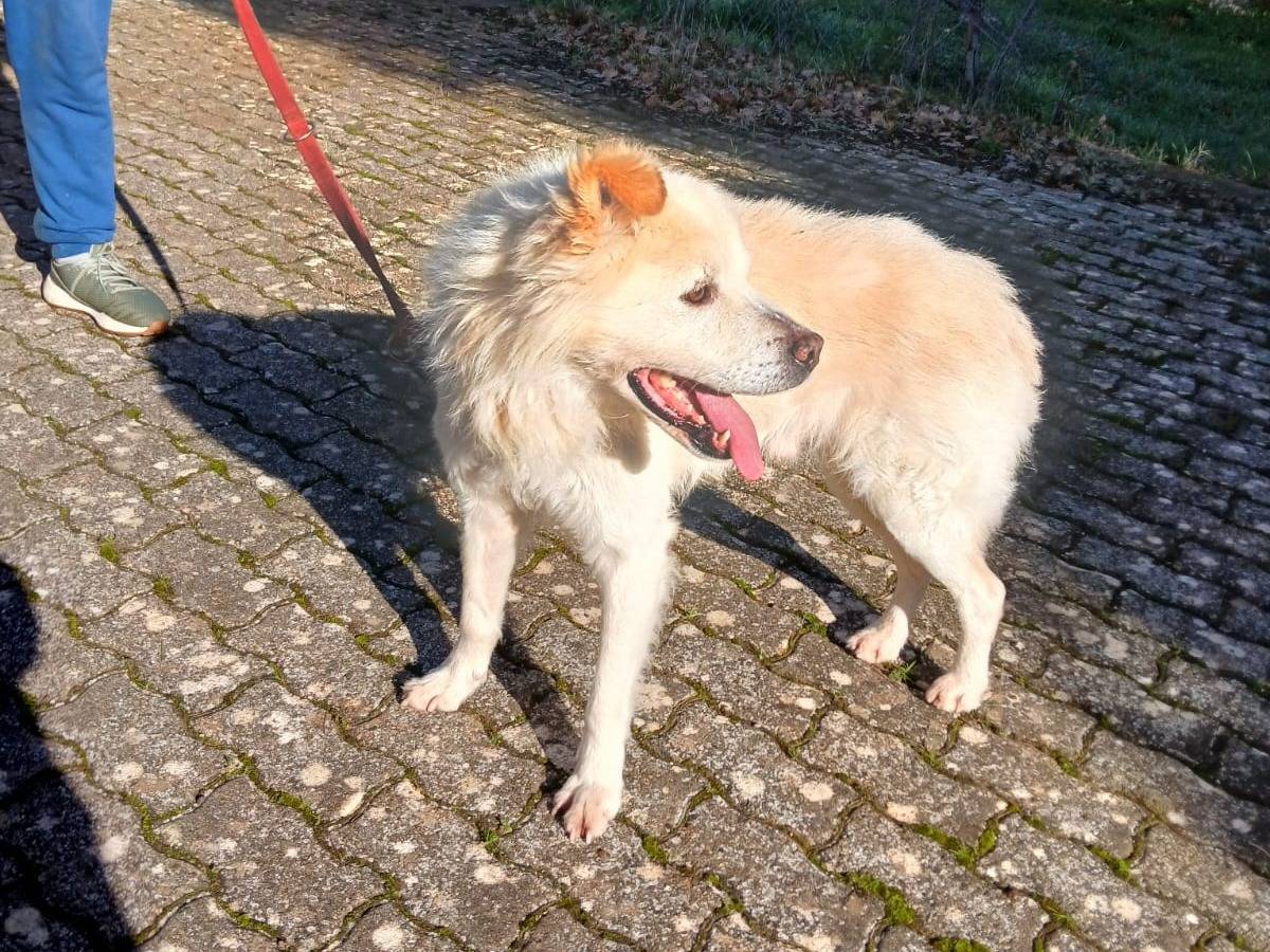 Vuoi adottare un cane a Bari?