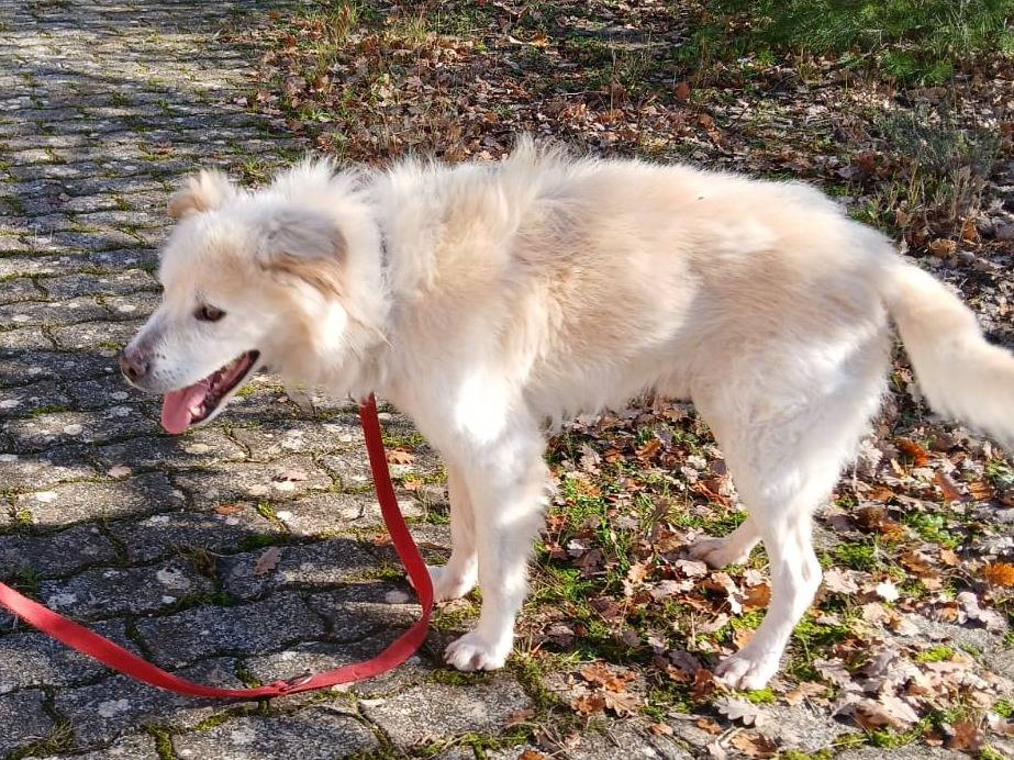 Adotta il cane Chicco a Bari