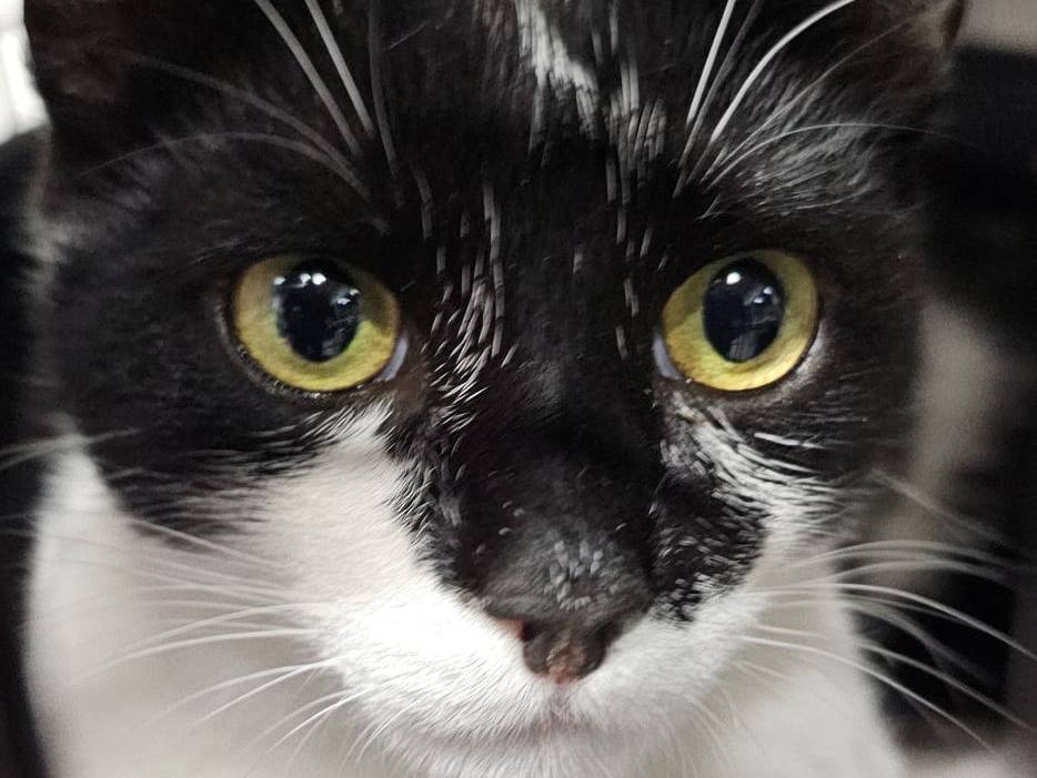 Adotta un gatto, maschio, 10 mesi, Brescia