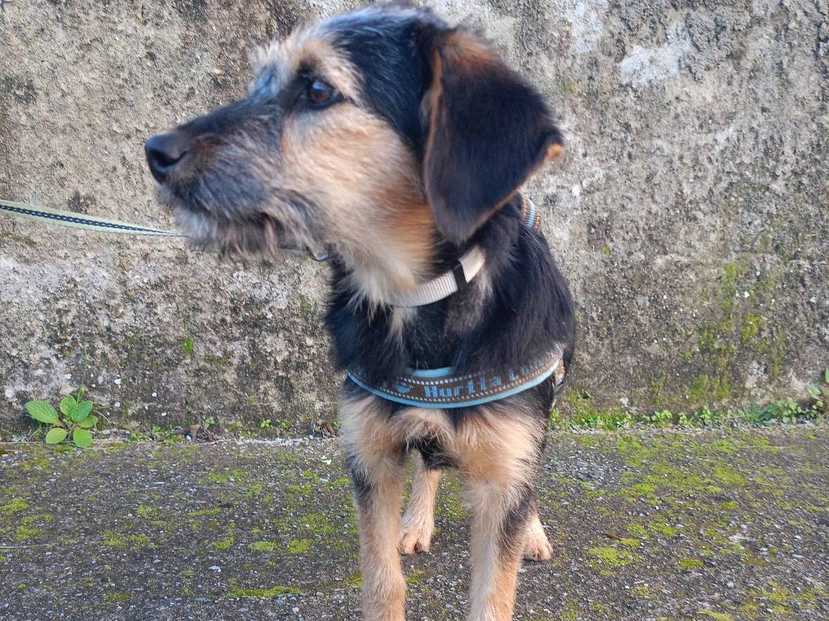 Adotta il cane Grisù a Cosenza