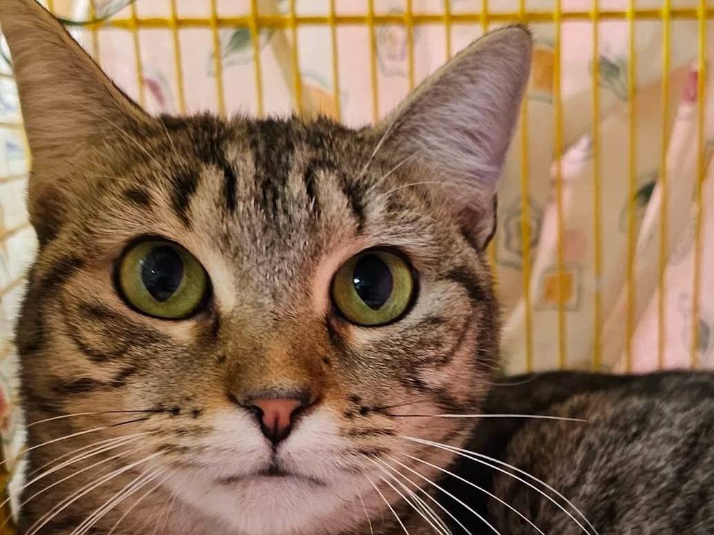 Adotta un gatto, femmina, 1 anno e 9 mesi , Brescia