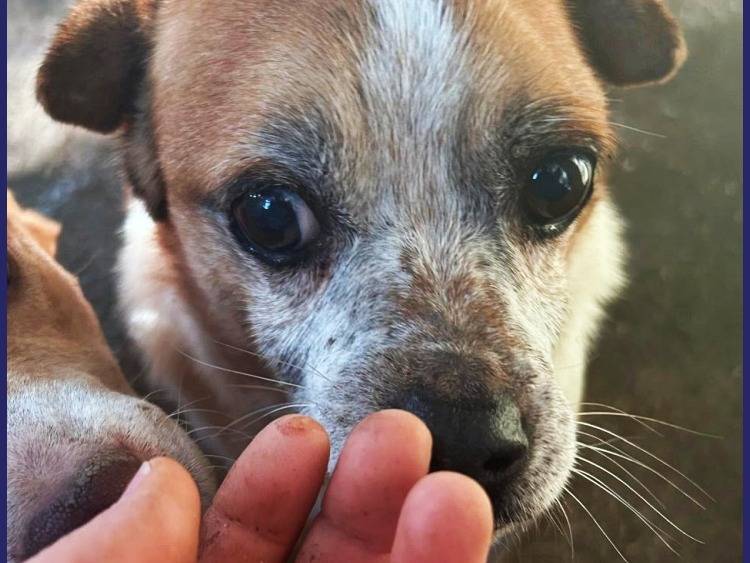 Adotta un cane, maschio, 8 anni  e 10 mesi , Caserta